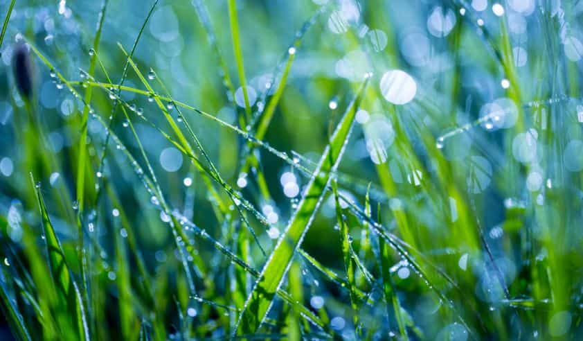 Can you cut wet grass - is it bad to mow wet grass