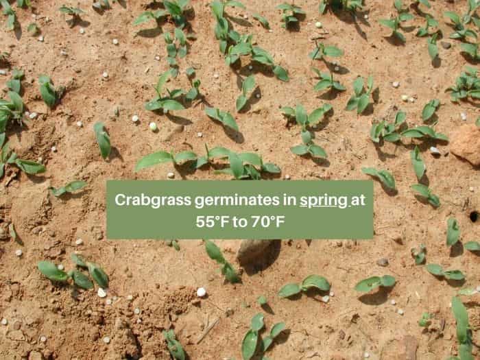 When does crabgrass germinate-spring temperature
