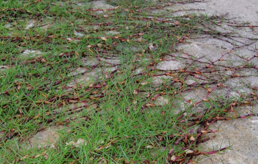 Bermuda grass spreads through stolons and rhizomes
