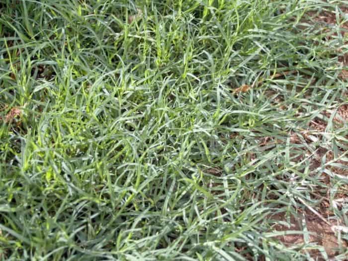 How to get bermuda grass to spread faster and fill in