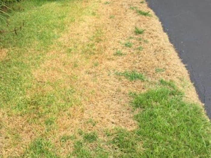 How to get rid of chinch bugs in st augustine grass lawns