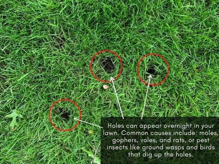 Small holes in lawn overnight - causes and how to stop them