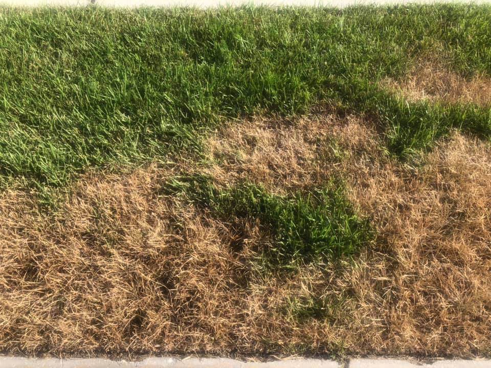 What is the best crabgrass killer that won't kill grass