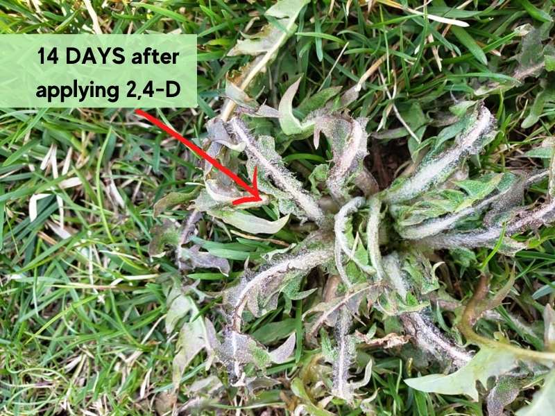 2,4-D takes 14 days to work and fully kill weeds.