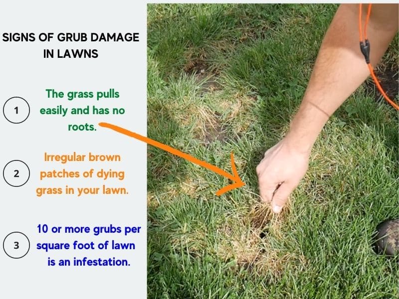 Signs of grub damage in lawns and when to apply grub killer