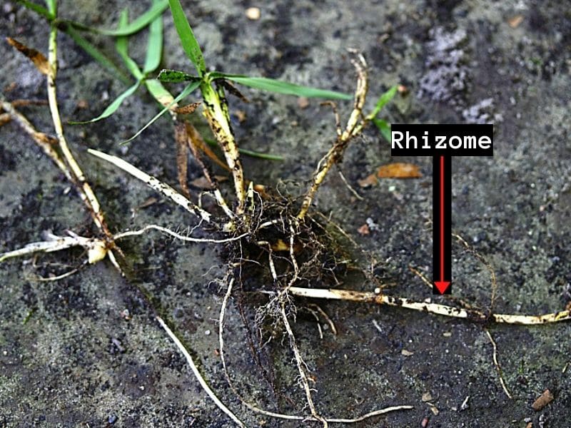 Rhizome grass
