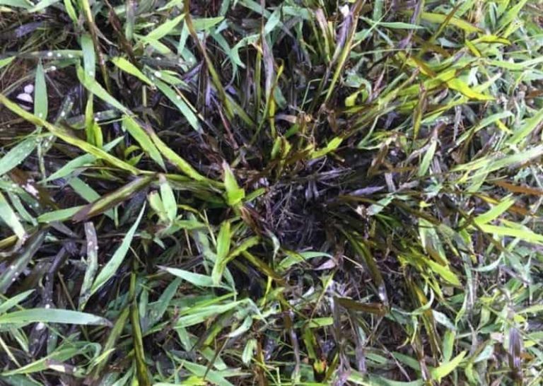 Killing Crabgrass With Baking Soda [Homemade Killer With Pictures]