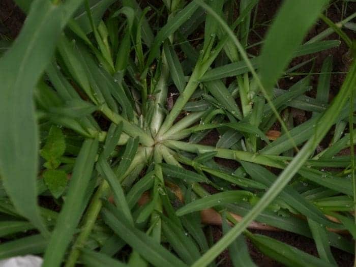 How to Get Rid of Crabgrass [FOR GOOD] Spring to Summer Control