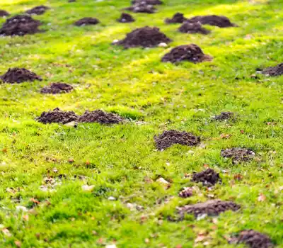 Mole mounds in a lawn.
