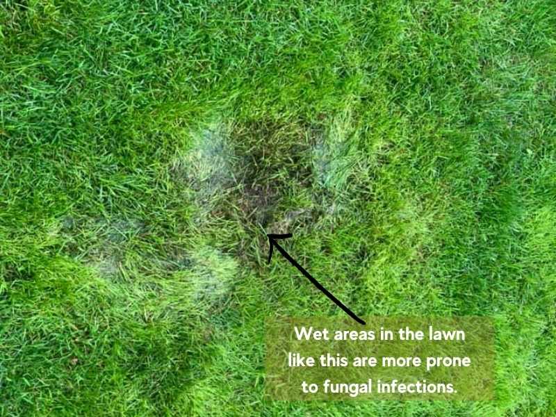 Avoid overwatering your lawn