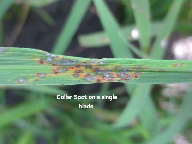 Dollar Spot on Grass Blade
