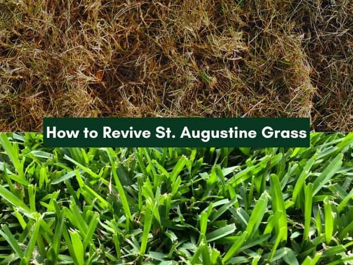 How to revive st augustine grass
