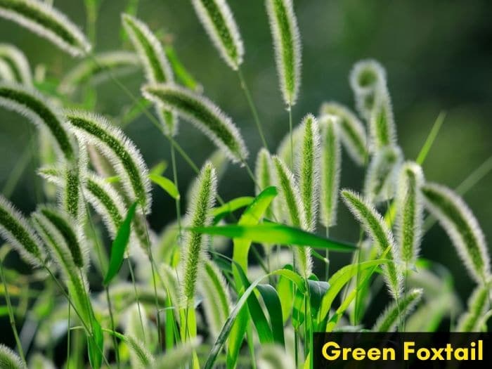 Green foxtail weed is invasive and looks like grass