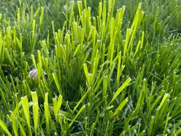 10 Weeds that Look Like Grass: Invasive Grass Types + Pictures