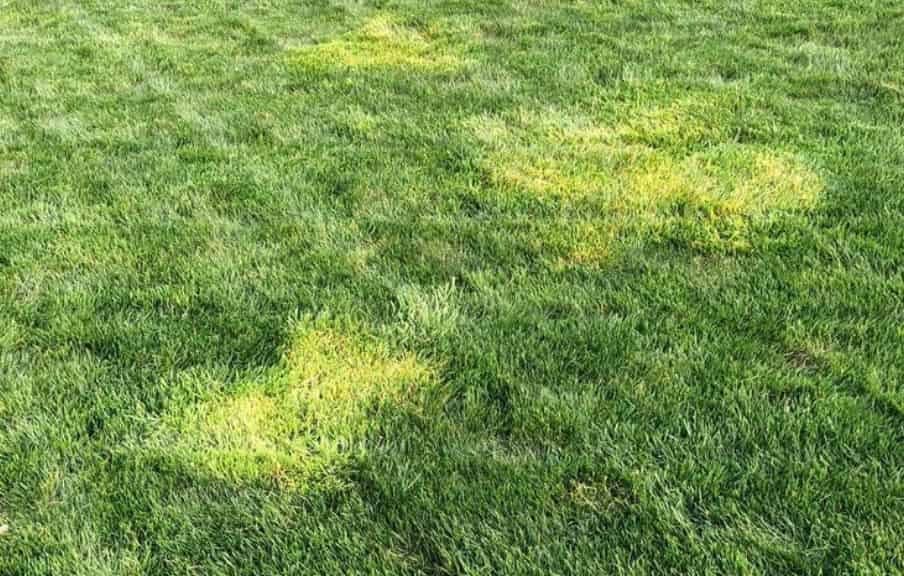 Dog urine spots turning yellow in lawn