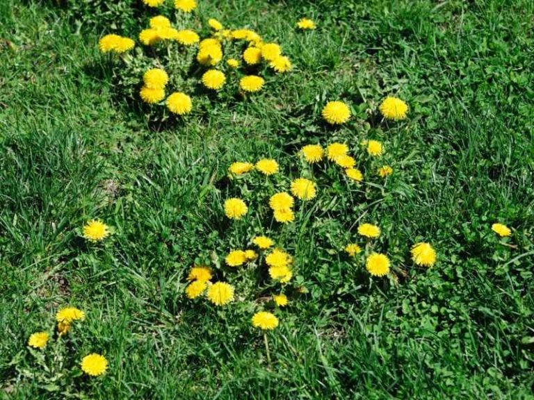 Overseeding a Lawn with Weeds: Should You Kill Weeds First?