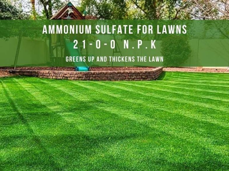 Using Ammonium Sulfate for Lawns as Fertilizer