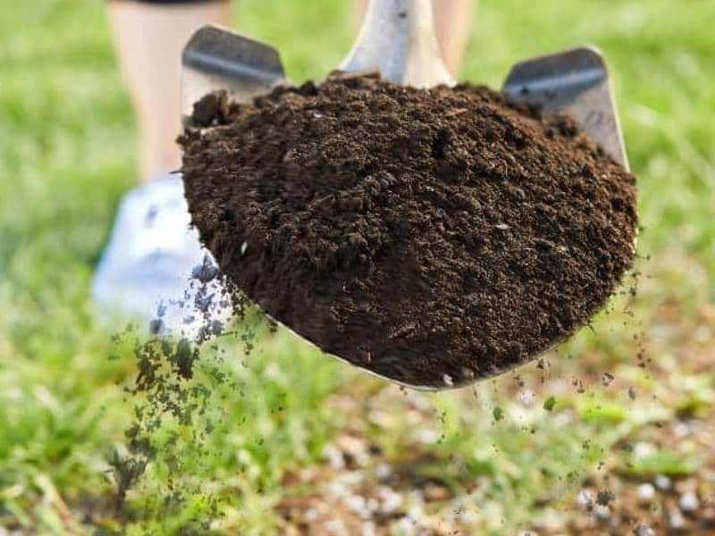 Compost is the best top dressing for lawns