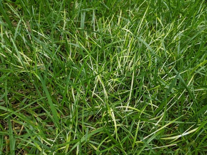 Why is My Grass Turning White? 