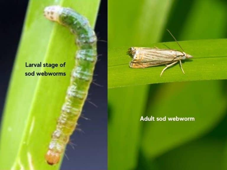 Sod Webworms in St. Augustine Grass: Signs and Treatment