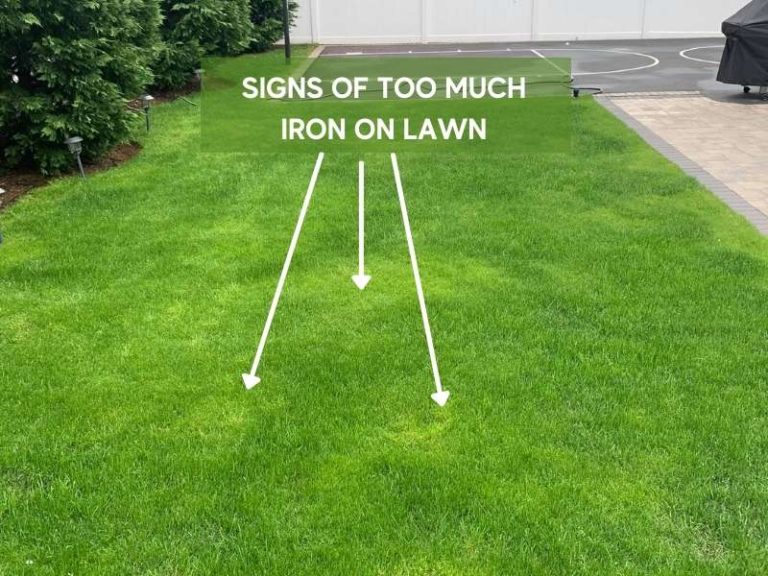Too Much Iron in Lawn: Signs and How to Fix It