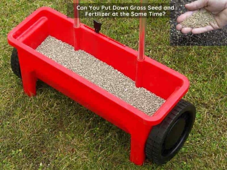 Can You Put Down Grass Seed and Fertilizer at the Same Time?