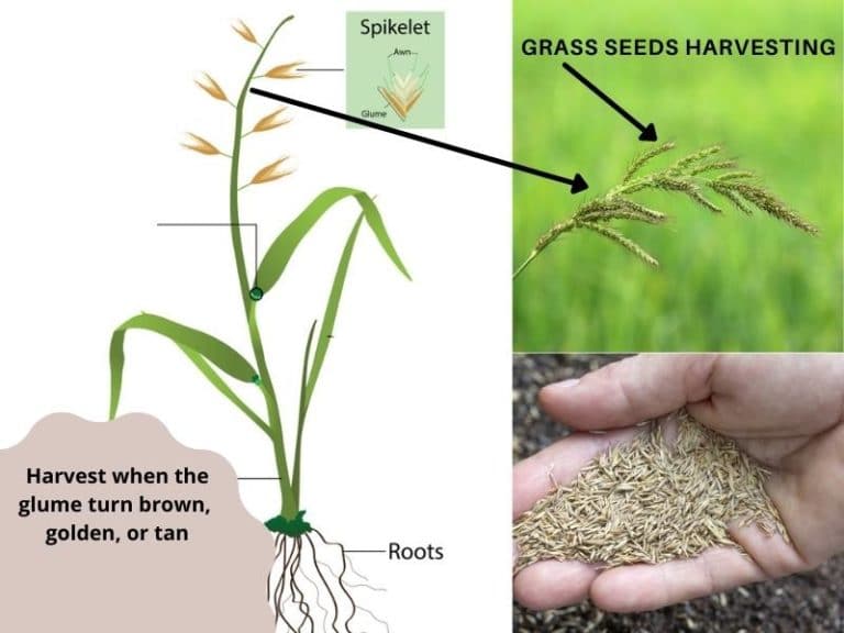 How to Harvest Grass Seeds