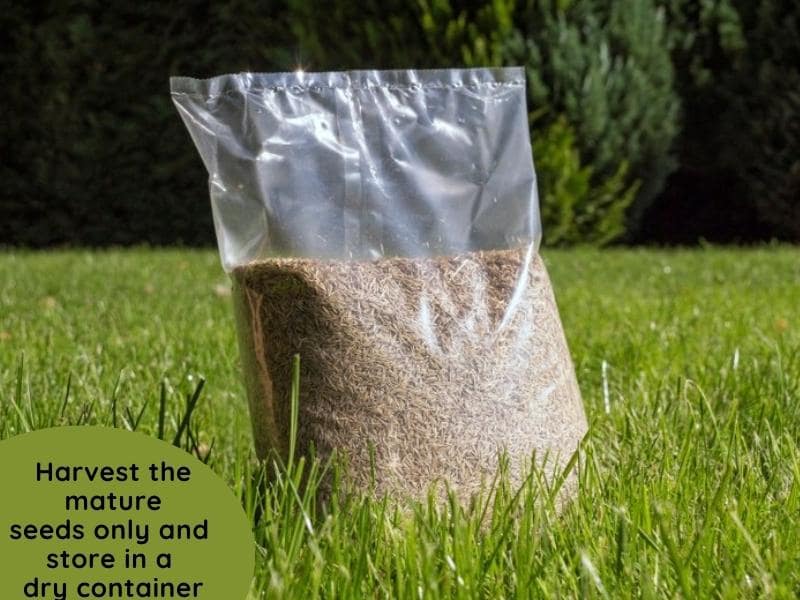 Harvesting mature grass seeds and storing. How to harvest grass seeds