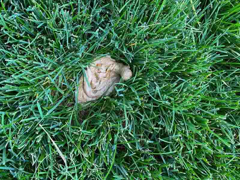Is Dog Poop good for grass? how to neutralize it?