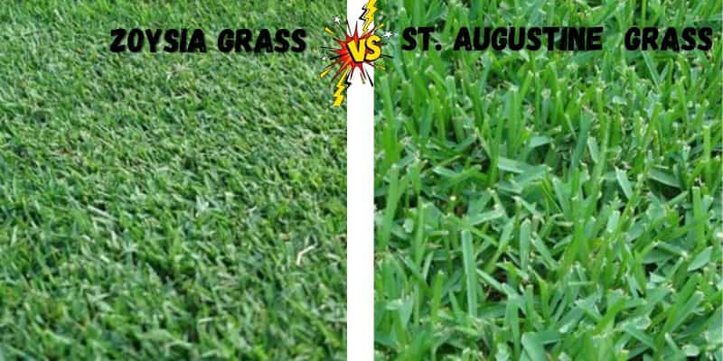 Zoysia grass vs St. Augustine grass differences