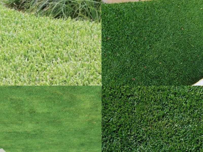 What-Does-Buffalo-Grass-Look-Like-Varieties-of-bufallo-grass; sapphire, palmetto, prestige, UC Verge