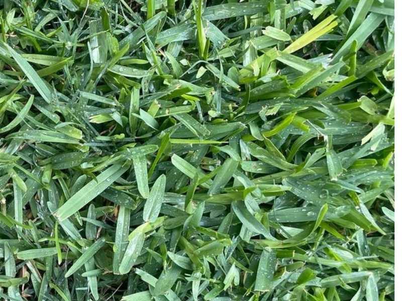 What does buffalo grass look like?