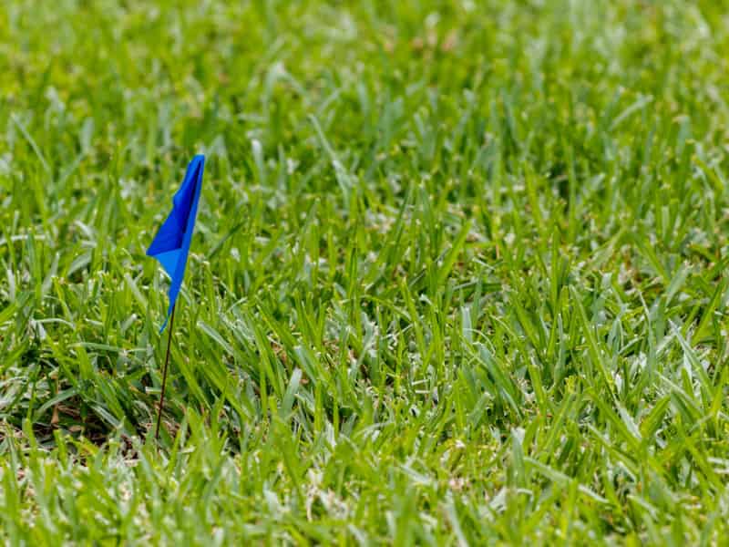Does Bermuda Grass Choke Out Weeds?