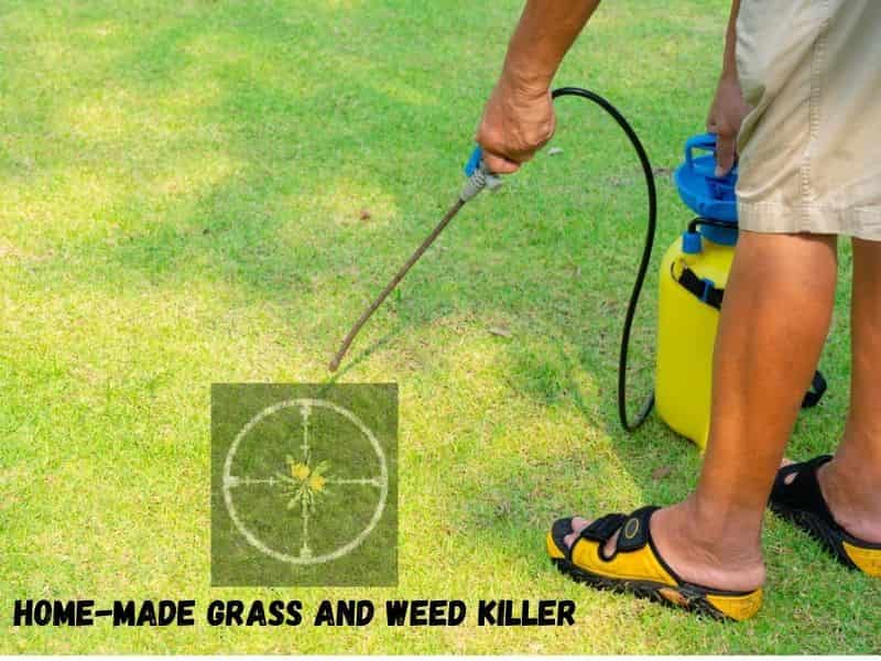 Home Made Grass and Weed Killer