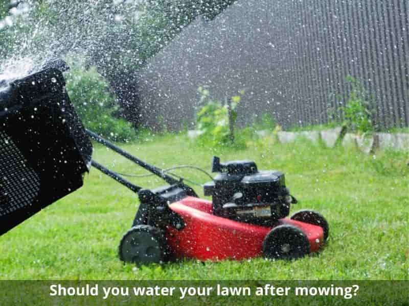 Should you water your lawn after mowing?