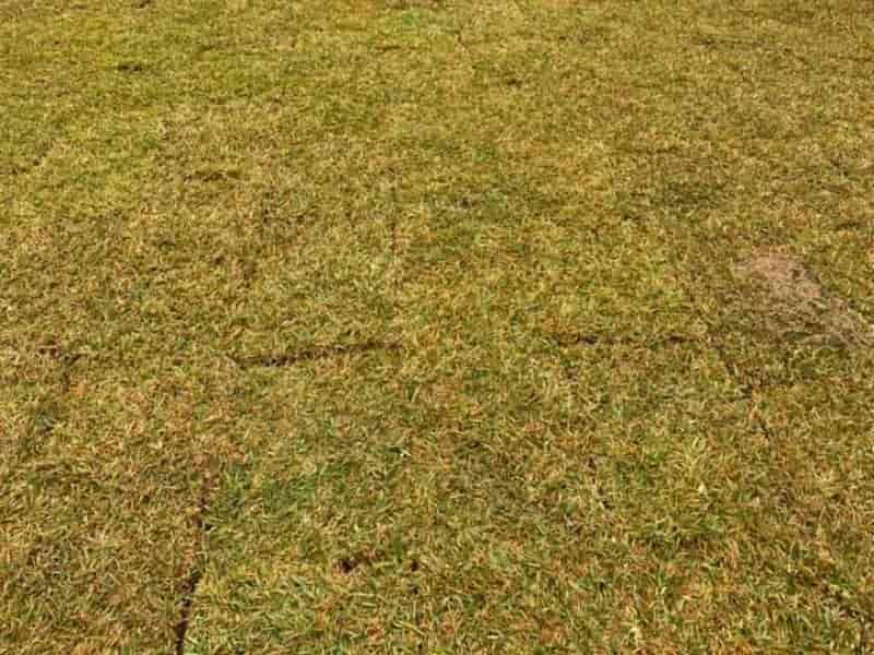 How to prepare a St. Augustine grass lawn for winter