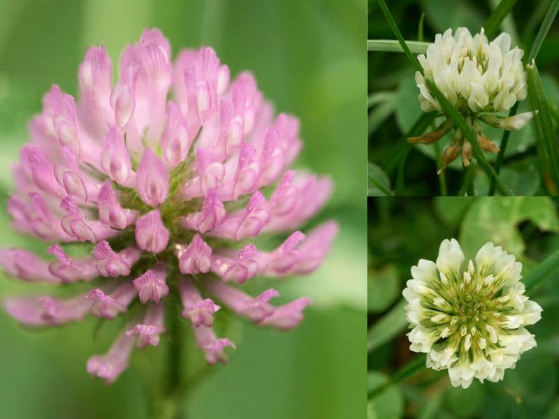 micro clover flowers pictures