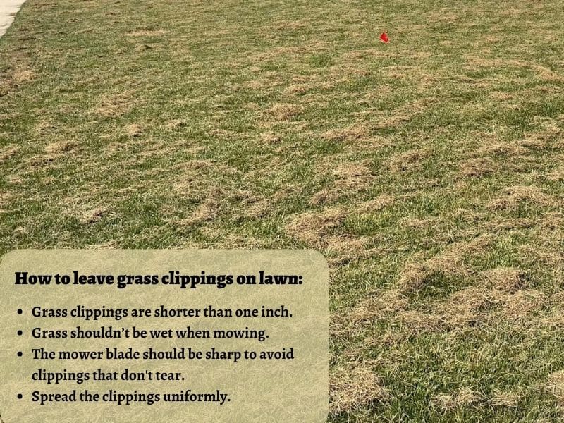 Leaving grass clippings on the lawn