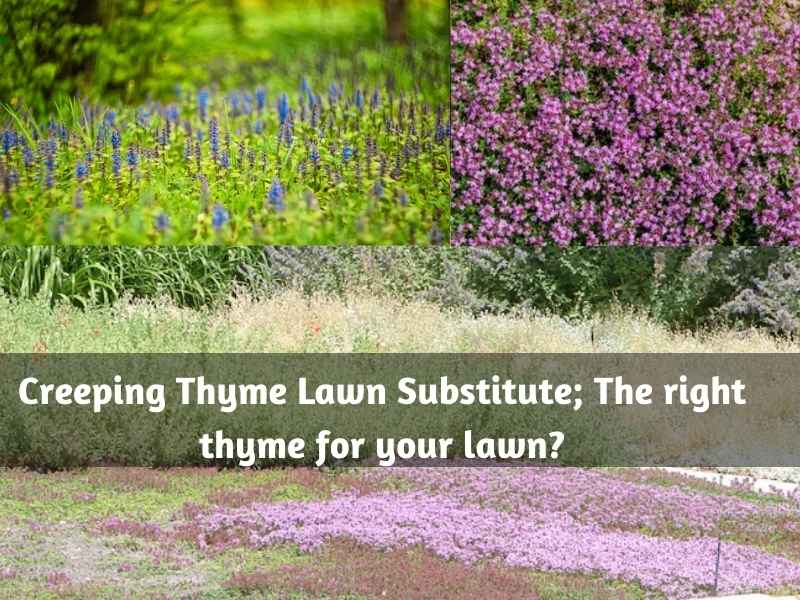 Which is the right thyme for your lawn?