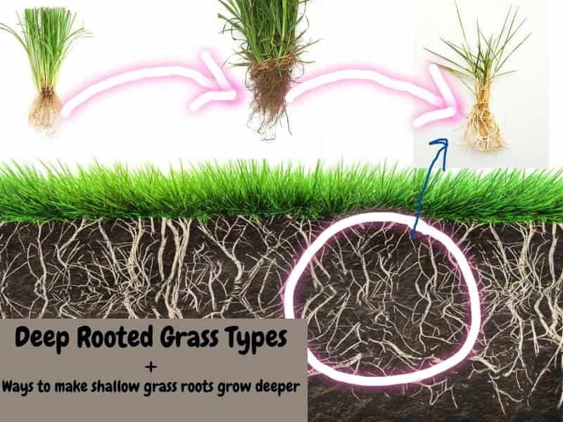 3 Deep Rooted Grass Types and how to make shallow grass roots grow deeper