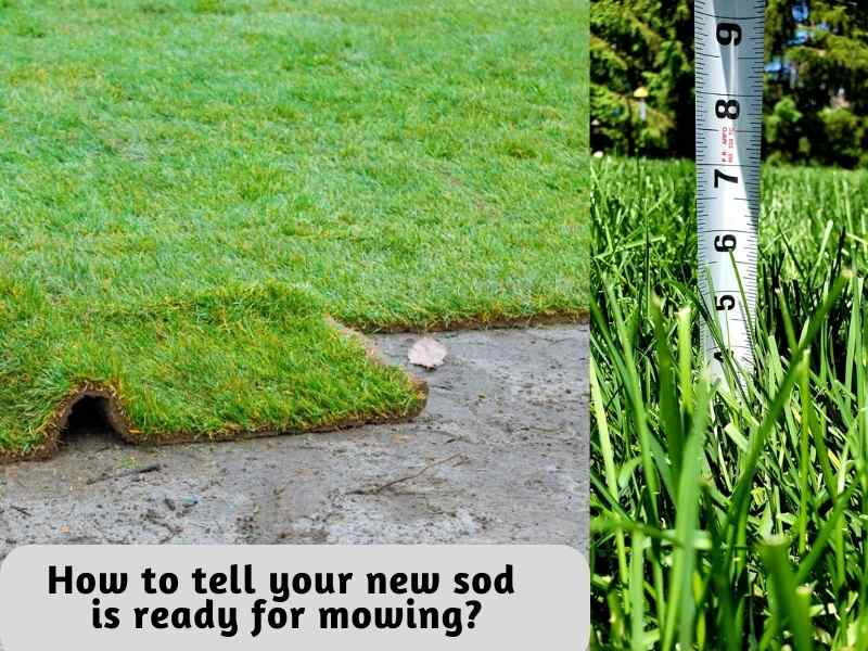 How to tell your new sod is ready for mowing