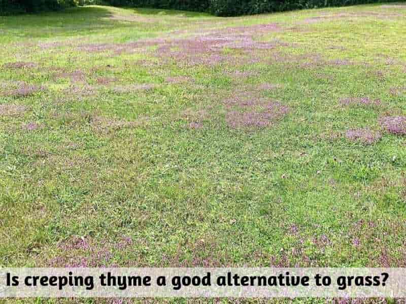 Is creeping thyme a good alternative to grass?