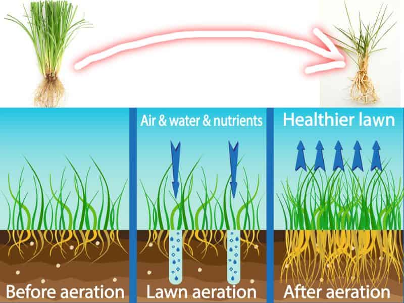 Aerate the lawn to make grass roots grow deeper