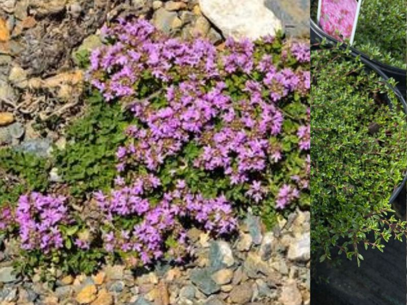 creeping thyme pictures