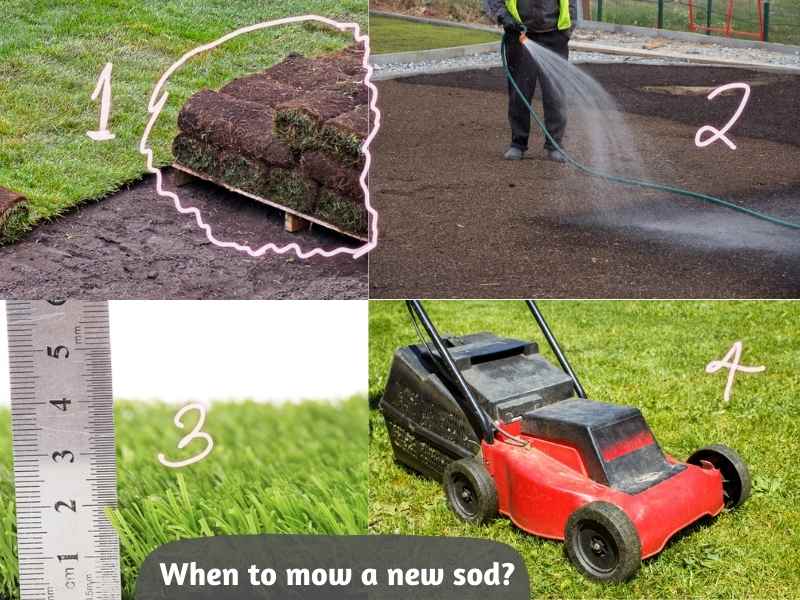 When to Mow a New Sod: How Long Should You Wait?