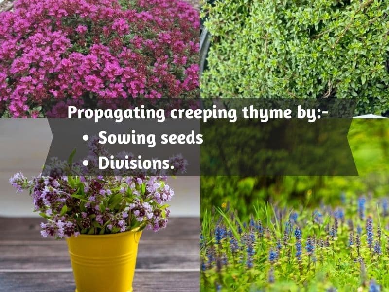 propagating creeping thyme by sowing seeds and divisions.