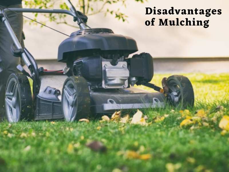 Disadvantages of mulching grass and the best way to mulch grass