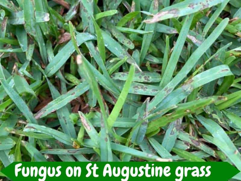 St. Augustine grass vs. Zoysia grass diseases and pests tolerance