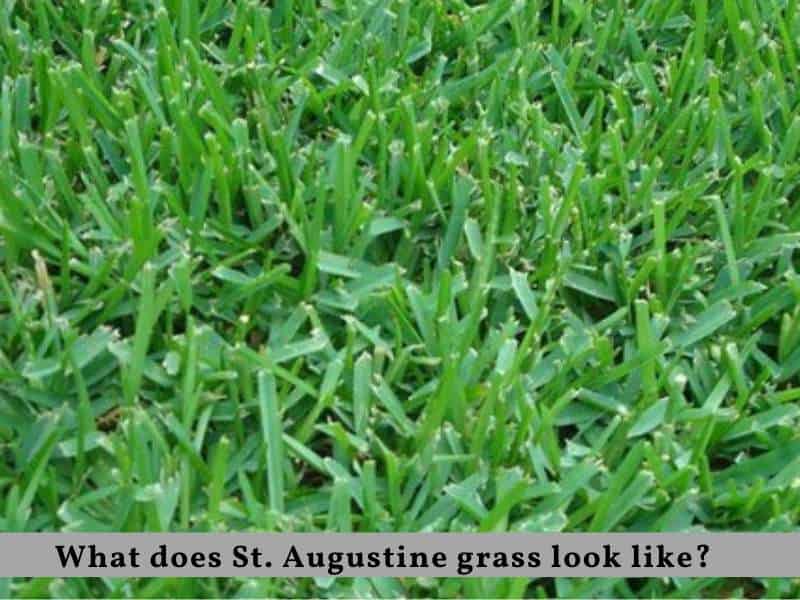What is St Augustine Grass? What does St. Augustine grass look like?