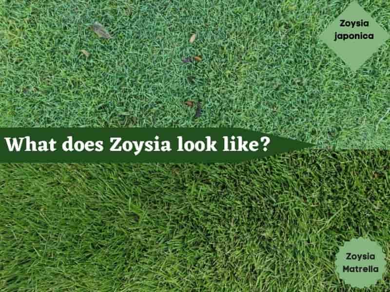 What is Zoysia Grass? What does Zoysia look like?